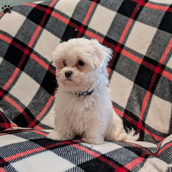 Silver, Maltese Puppy